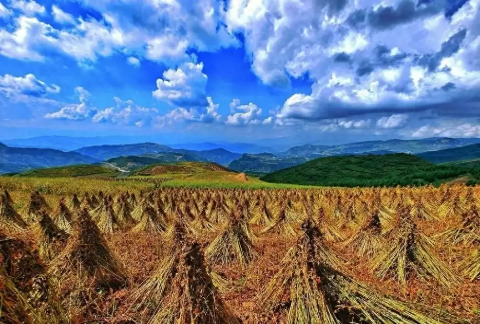苦荞凭何从深山走向全产业链?各地主产区有何秘诀?-会东网