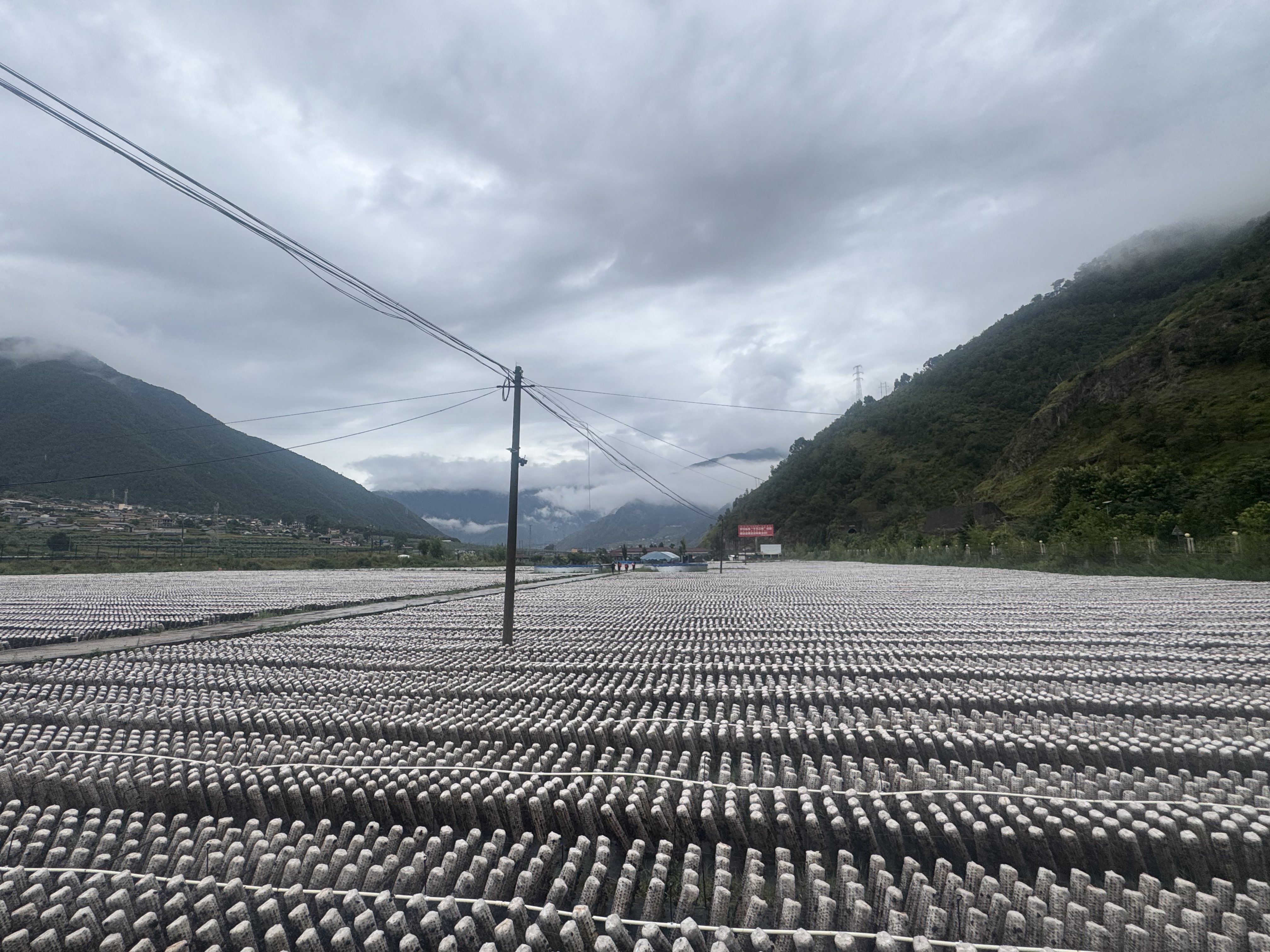 喜德:锚定农业强县目标 实干绘就彝乡振兴新图景-会东网