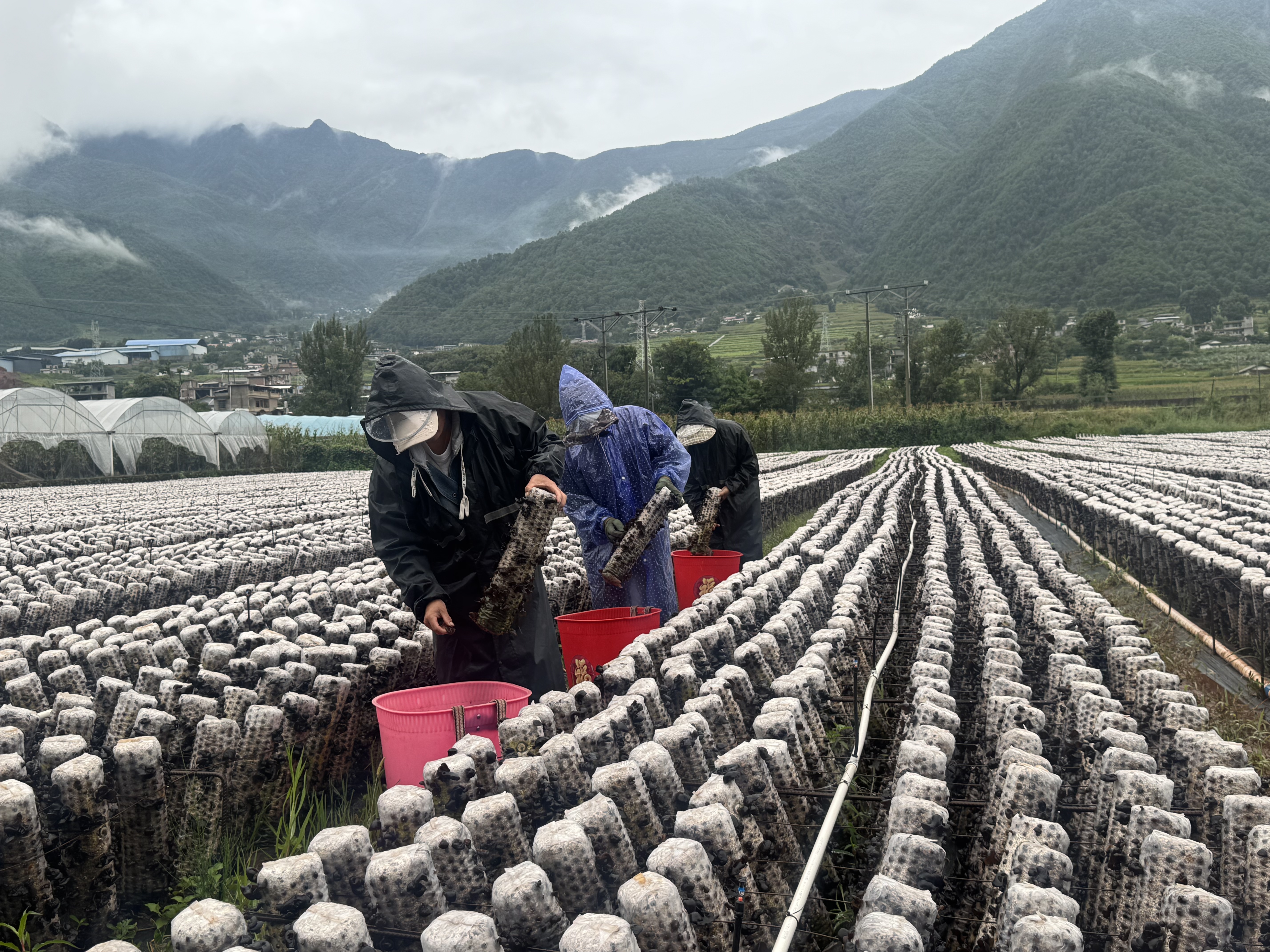 喜德:锚定农业强县目标 实干绘就彝乡振兴新图景插图1 喜德:锚定农业强县目标 实干绘就彝乡振兴新图景插图1