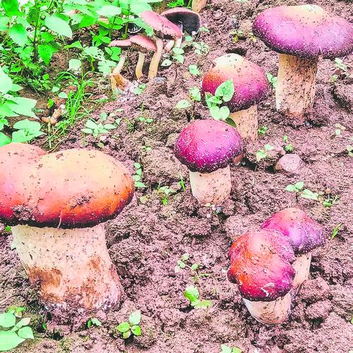 闲置林地变身“绿色聚宝盆” 普格县林下赤松茸采收忙插图1 闲置林地变身“绿色聚宝盆” 普格县林下赤松茸采收忙插图1