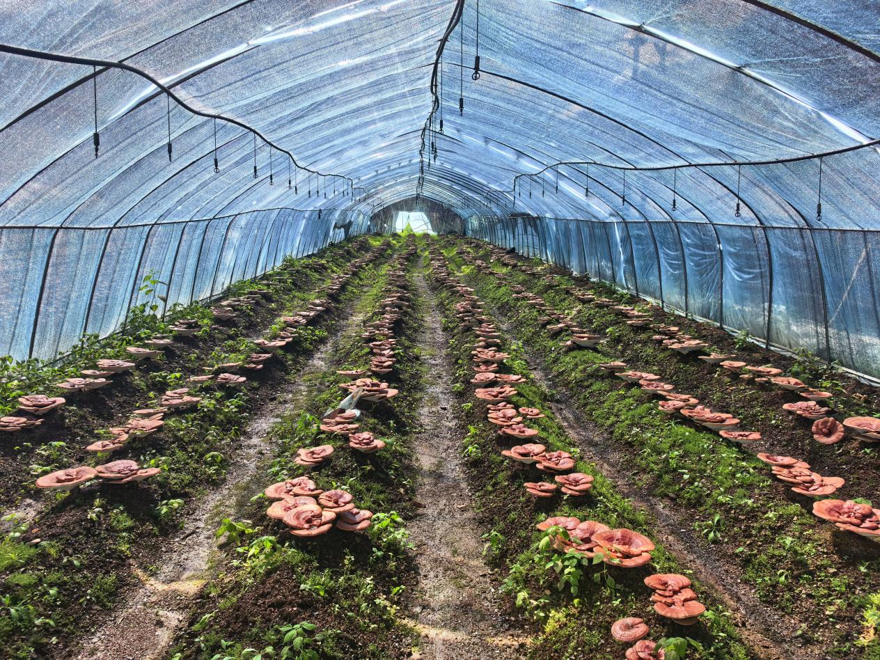 木里县克尔乡:菌药飘香 沃土生金-会东网