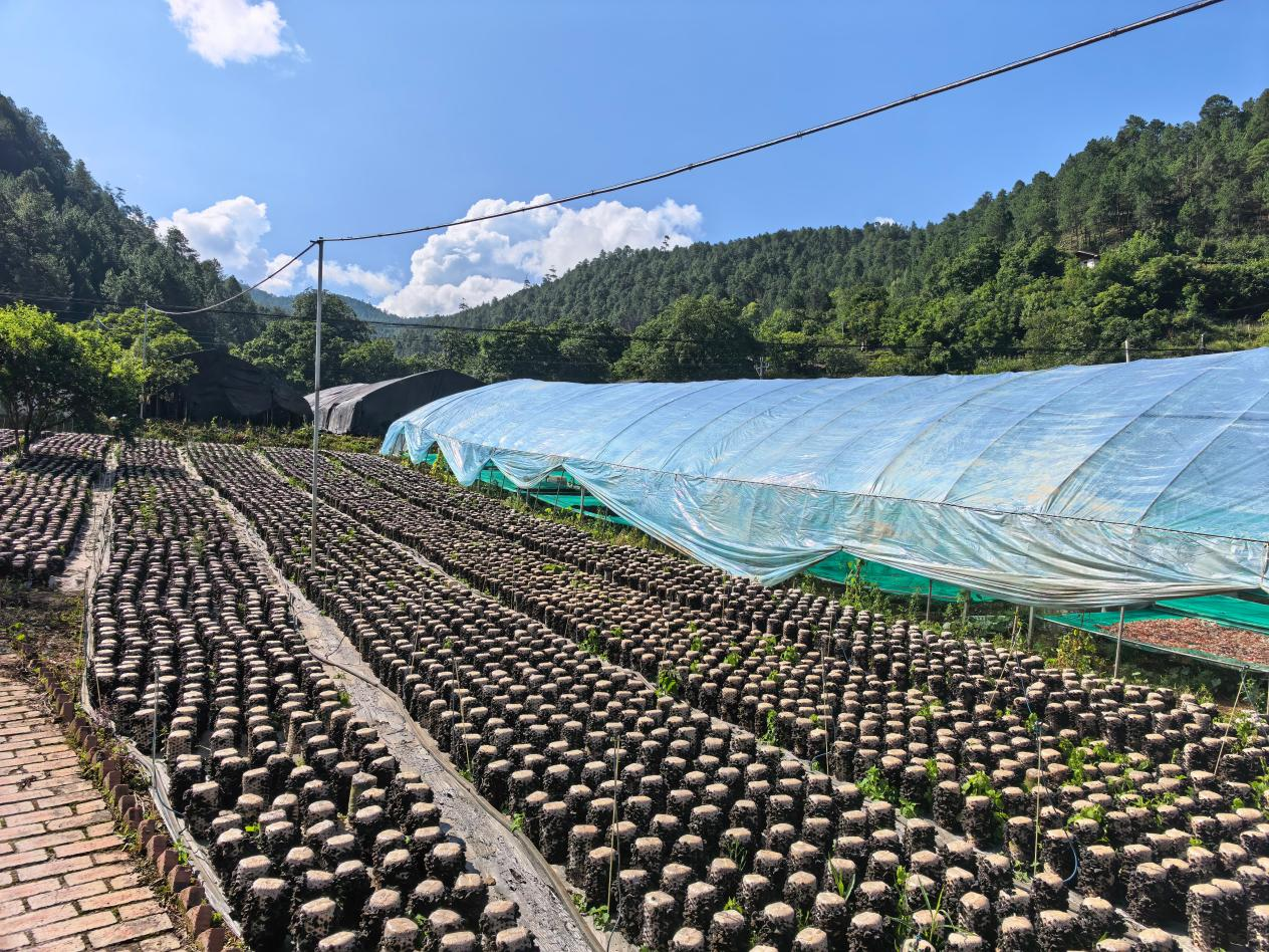 木里县克尔乡:菌药飘香 沃土生金插图1 木里县克尔乡:菌药飘香 沃土生金插图1