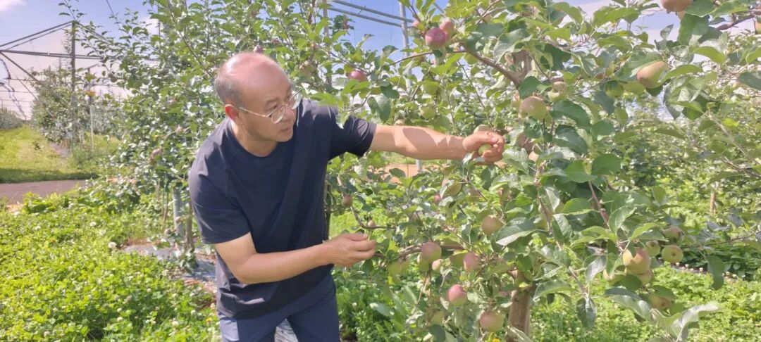 一枚盐源苹果,为何甜入心扉?插图2 一枚盐源苹果,为何甜入心扉?插图2