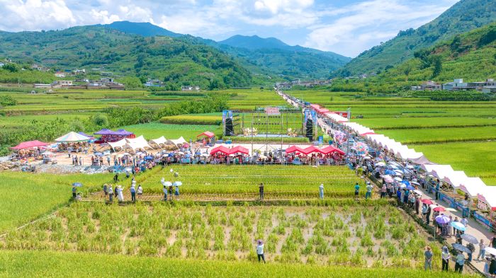花开有声 共富共美丨稻香渔歌 惠民“丰”狂-会东网