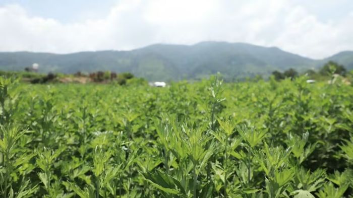 和爱村艾草迎来首茬采收插图 和爱村艾草迎来首茬采收插图