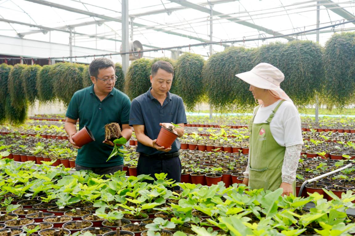 “无花果”结出农业现代化的“甜蜜果”-会东网