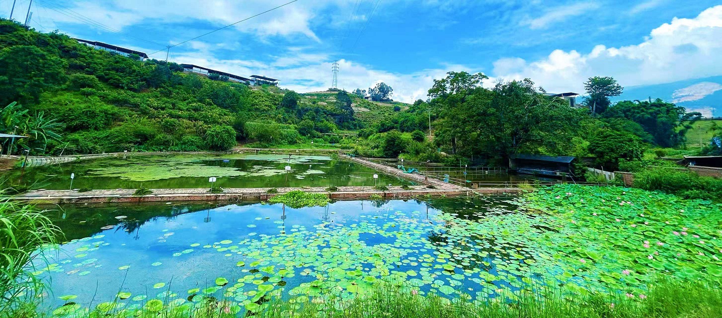 西区:鱼跃虾游绘新景插图2 西区:鱼跃虾游绘新景插图2