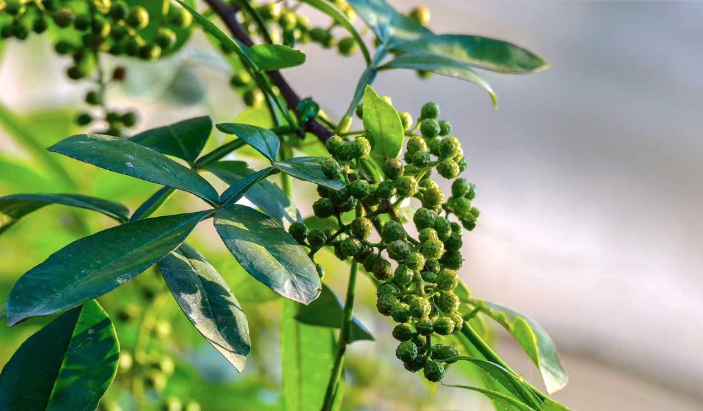 初秋椒香满河谷 金阳青花椒撑起富民大产业插图1 初秋椒香满河谷 金阳青花椒撑起富民大产业插图1