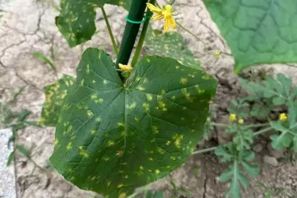 氰霜唑防治对象全解：番茄晚疫病、黄瓜西瓜疫病等插图2