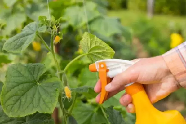 氰霜唑防治对象全解：番茄晚疫病、黄瓜西瓜疫病等插图3