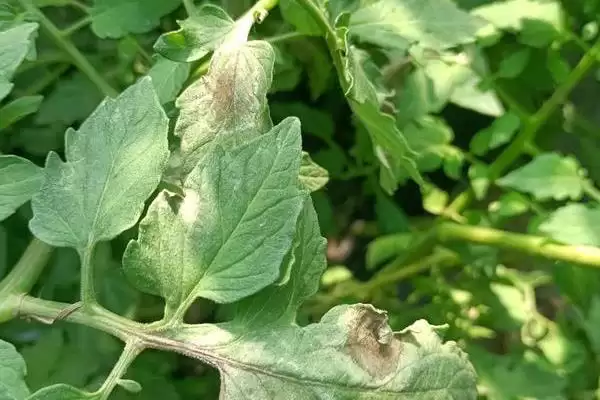 氰霜唑防治对象全解：番茄晚疫病、黄瓜西瓜疫病等插图1